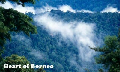 Kilas Balik Tentang Heart Of Borneo