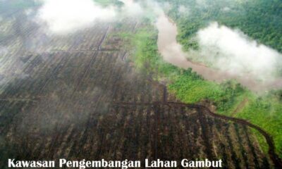 Kilas Balik Kawasan Pengembangan Lahan Gambut (PLG) Sejuta Hektar