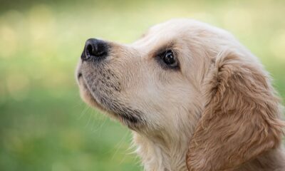 Yahya Waloni Cederai Kasih Sayang Islam, Najisnya Anjing Bukan Alasan Boleh Menabraknya