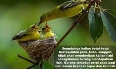 Carilah Rezeki Seperti Tawakkalnya Burung