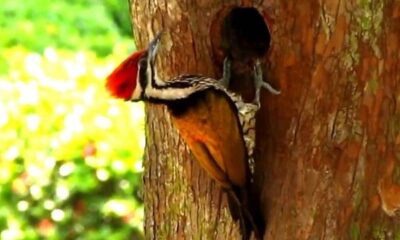 Memeluk Dunia, Belajar dari Burung Pelatuk