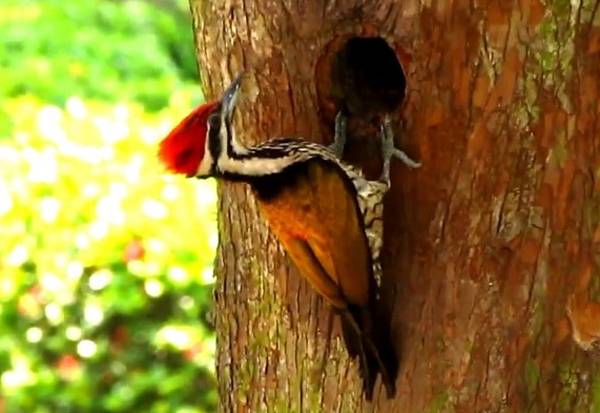 Memeluk Dunia, Belajar dari Burung Pelatuk