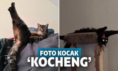 13 Foto Kocak Kucing Saat Bertingkah di Luar Nalar