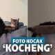 13 Foto Kocak Kucing Saat Bertingkah di Luar Nalar