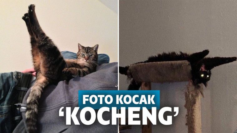 13 Foto Kocak Kucing Saat Bertingkah di Luar Nalar