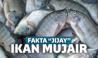 5 Fakta Menjijikkan Ikan Mujair yang Sering Kamu Makan