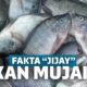 5 Fakta Menjijikkan Ikan Mujair yang Sering Kamu Makan