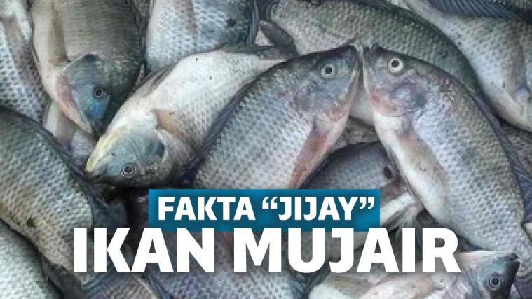 5 Fakta Menjijikkan Ikan Mujair yang Sering Kamu Makan - Bagyanews.com