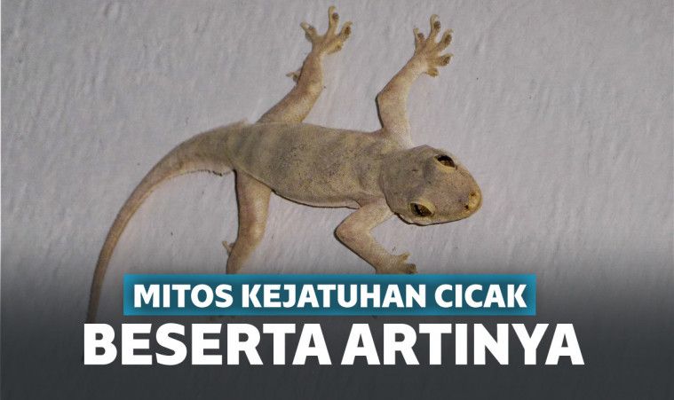 Mitos Kejatuhan Cicak Pertanda Sial?