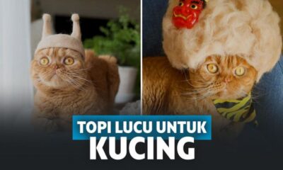 15 Topi Super Kocak yang Bisa Dihadiahkan untuk Kucing Kamu