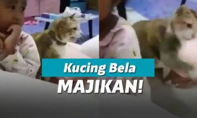 Kucing Tak Terima Majikannya di Pukulin Lalu Pasang Badan