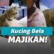 Kucing Tak Terima Majikannya di Pukulin Lalu Pasang Badan