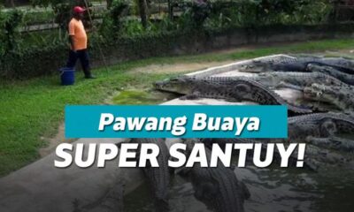 Pria ini ngasih makan buaya kayak ngasih makan kucing