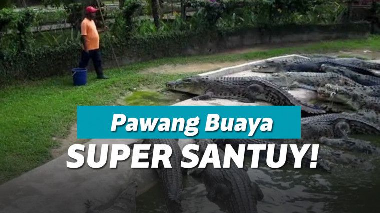 Pria ini ngasih makan buaya kayak ngasih makan kucing