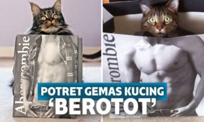 12 Potret Kocak Kucing Saat Punya Tubuh Berotot bak Binaraga