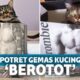 12 Potret Kocak Kucing Saat Punya Tubuh Berotot bak Binaraga