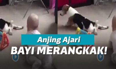 Ajari Bayi Merangkak, Aksi Anjing Ini Bikin Gemas Netizen