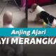 Ajari Bayi Merangkak, Aksi Anjing Ini Bikin Gemas Netizen