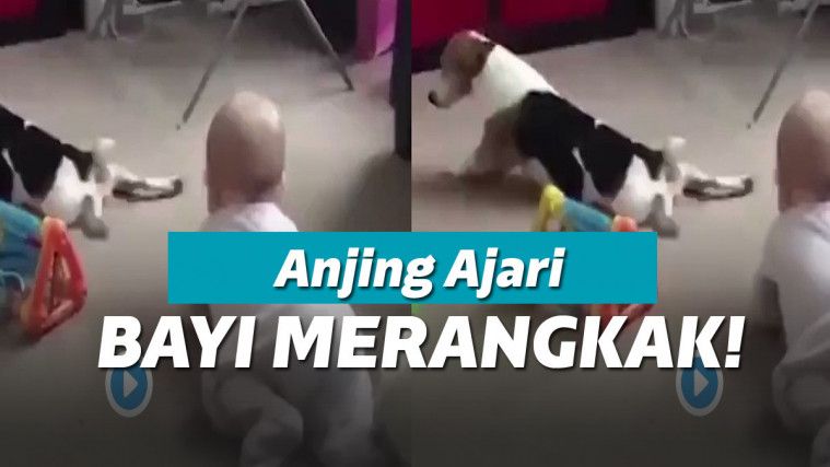 Ajari Bayi Merangkak, Aksi Anjing Ini Bikin Gemas Netizen