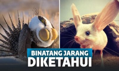 Deretan Binatang Aneh yang nggak Pernah Kita Ketahui!