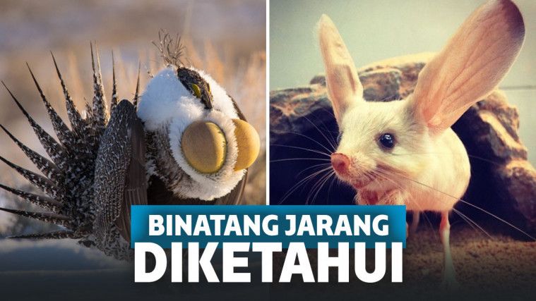 Deretan Binatang Aneh yang nggak Pernah Kita Ketahui!