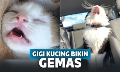 Gemes Banget! Begini Penampakan Keseluruhan Gigi Kucing