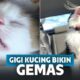 Gemes Banget! Begini Penampakan Keseluruhan Gigi Kucing