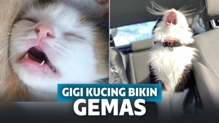 Gemes Banget! Begini Penampakan Keseluruhan Gigi Kucing