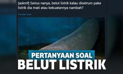 Pertanyaan Kocak Netizen Soal Belut Listrik, Bikin Bingung!