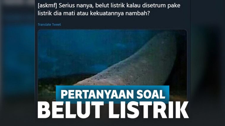 Pertanyaan Kocak Netizen Soal Belut Listrik, Bikin Bingung!