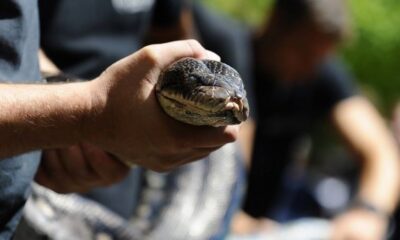 Mimpi Ular, Pertanda Apa Menurut Ulama?