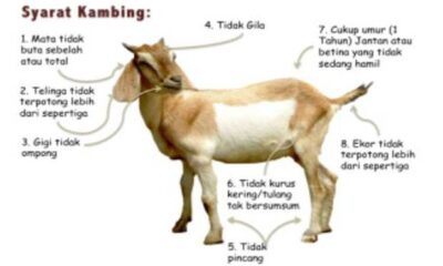 Syarat Kambing Aqiqah yang Harus Dipenuhi