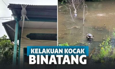 11 Kelakuan Binatang Ini Bikin Ngakak