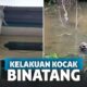 11 Kelakuan Binatang Ini Bikin Ngakak