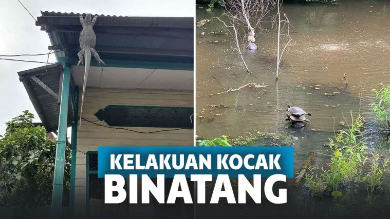 11 Kelakuan Binatang Ini Bikin Ngakak