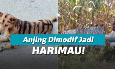 Kebunnya Dijarah Monyet, Petani Ini Bikin Anjing jadi Macan