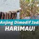 Kebunnya Dijarah Monyet, Petani Ini Bikin Anjing jadi Macan