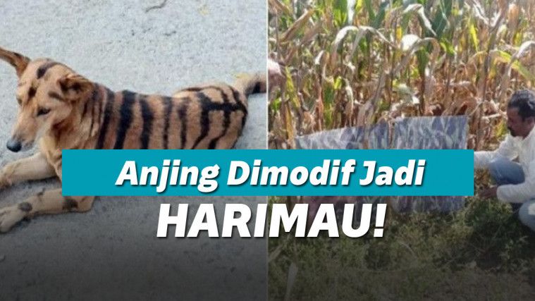 Kebunnya Dijarah Monyet, Petani Ini Bikin Anjing jadi Macan