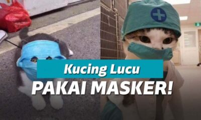 Waspada corona, kucing juga ikut pakai masker