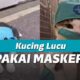 Waspada corona, kucing juga ikut pakai masker