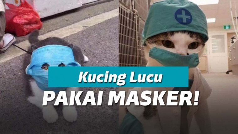 Waspada corona, kucing juga ikut pakai masker