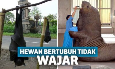 13 Hewan Ini Punya Ukuran Tubuh yang Tidak Wajar