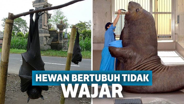 13 Hewan Ini Punya Ukuran Tubuh yang Tidak Wajar