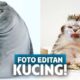 Gemas! Begini Lucunya Jika Wajah Kucing Diedit Jadi Kocak