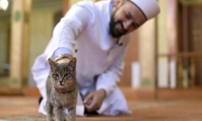 Kisah Syekh Abu Bakar As-Syibli dan Kucing Pembawa Rahmat