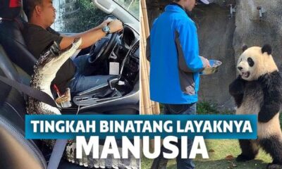 12 Foto Lucu Bukti Binatang Juga Bisa Hidup Layaknya Manusia