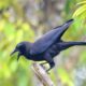 Burung Gagak dan Kisah Qabil Menguburkan Habil