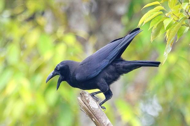 Burung Gagak dan Kisah Qabil Menguburkan Habil