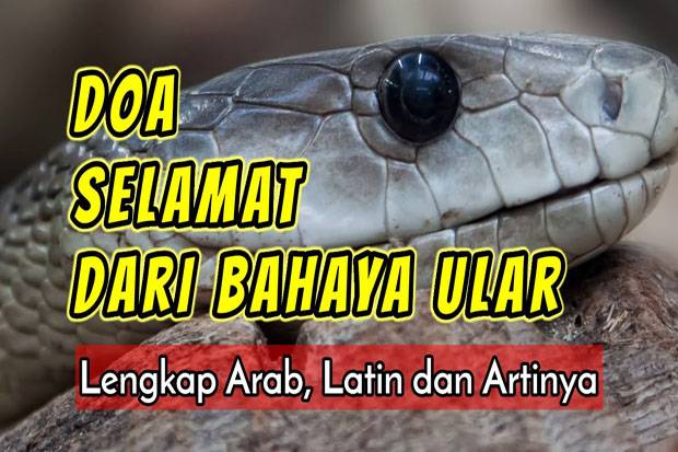 Doa Agar Terhindar dari Binatang Berbisa dan Berbahaya