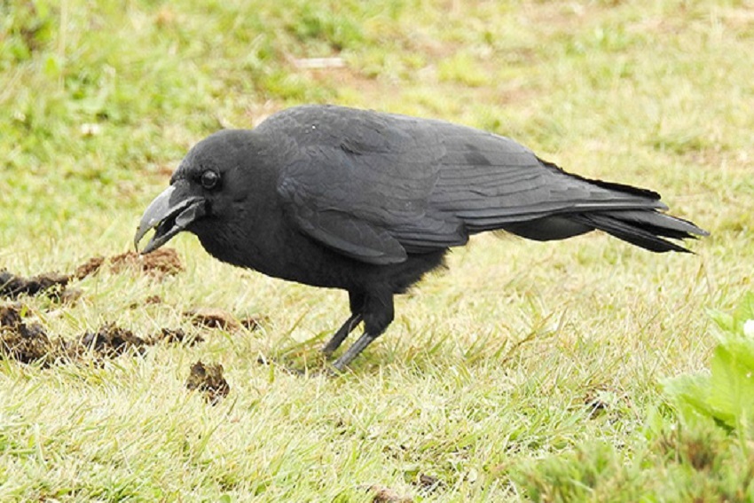 Benarkah Gagak adalah Burung Kematian? Ini Kisahnya yang Dicantumkan dalam Al-Qur’an